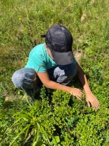 A child wearing a black cap and turquoise shirt picking wild berries in a sunlit mountain meadow